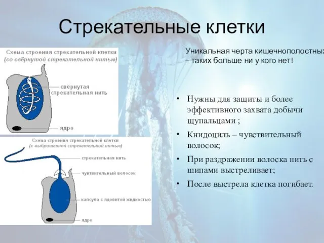 Стрекательные клетки Нужны для защиты и более эффективного захвата добычи щупальцами