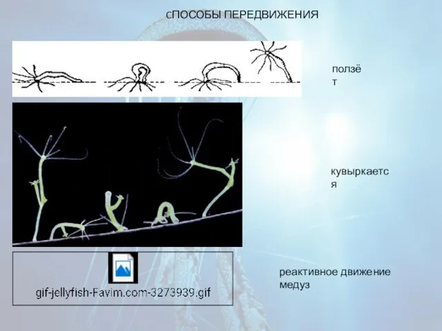 CПОСОБЫ ПЕРЕДВИЖЕНИЯ ползёт кувыркается реактивное движение медуз