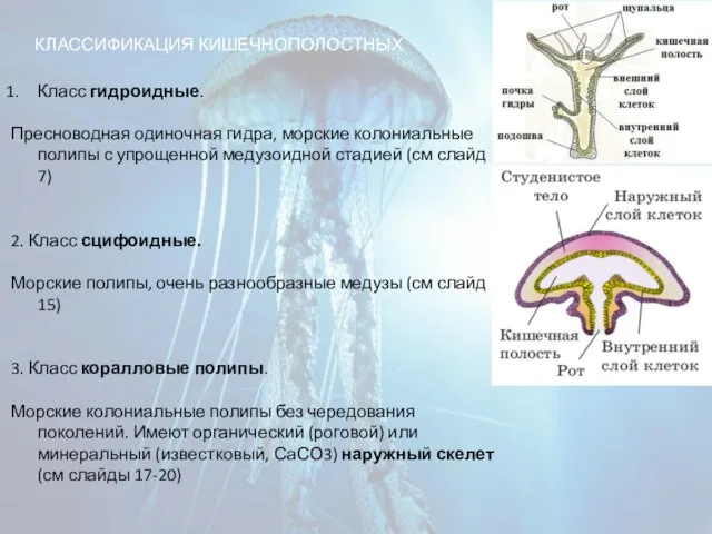 Класс гидроидные. Пресноводная одиночная гидра, морские колониальные полипы с упрощенной медузоидной