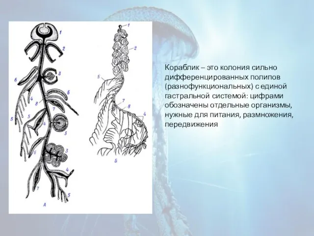 Кораблик – это колония сильно дифференцированных полипов (разнофункциональных) с единой гастральной