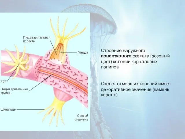 Строение наружного известкового скелета (розовый цвет) колонии коралловых полипов Скелет отмерших