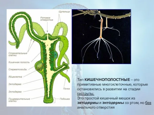 Тип КИШЕЧНОПОЛОСТНЫЕ – это примитивные многоклеточные, которые остановились в развитии на