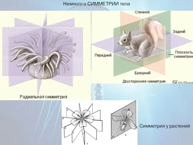 Немного о СИММЕТРИИ тела Симметрия у растений