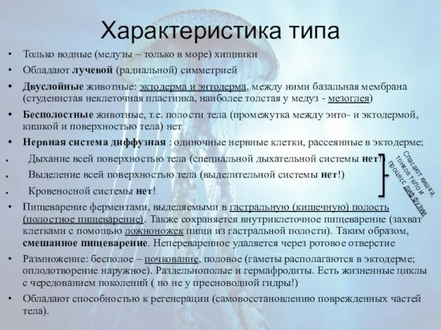 Характеристика типа Только водные (медузы – только в море) хищники Обладают