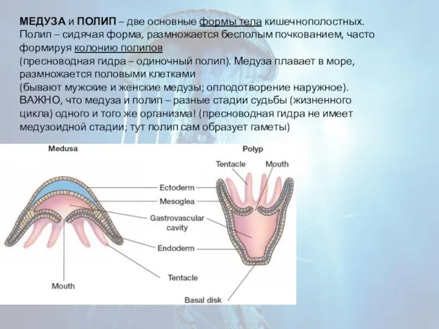 МЕДУЗА и ПОЛИП – две основные формы тела кишечнополостных. Полип –