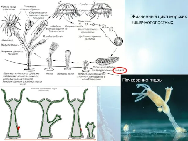 Жизненный цикл морских кишечнополостных Почкование гидры