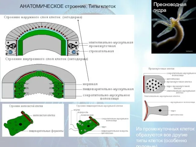 АНАТОМИЧЕСКОЕ строение. Типы клеток Пресноводная гидра Из промежуточных клеток образуются все другие типы клеток (особенно половые)