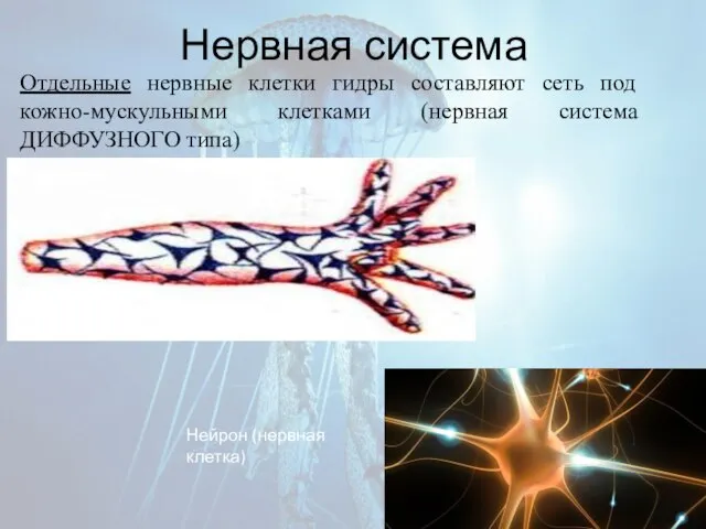 Нервная система Отдельные нервные клетки гидры составляют сеть под кожно-мускульными клетками