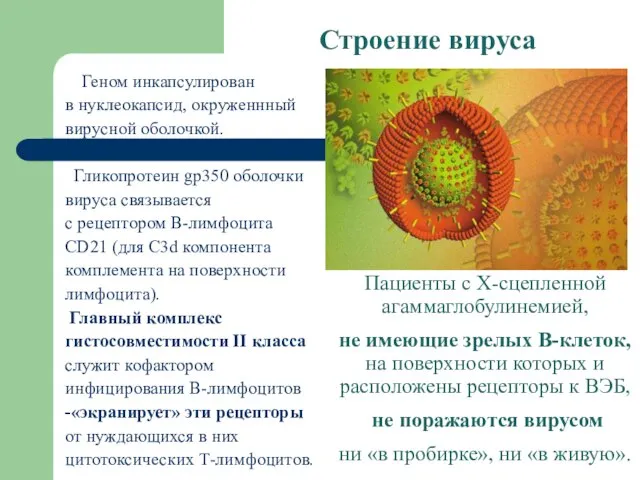 Строение вируса Геном инкапсулирован в нуклеокапсид, окруженнный вирусной оболочкой. Гликопротеин gp350