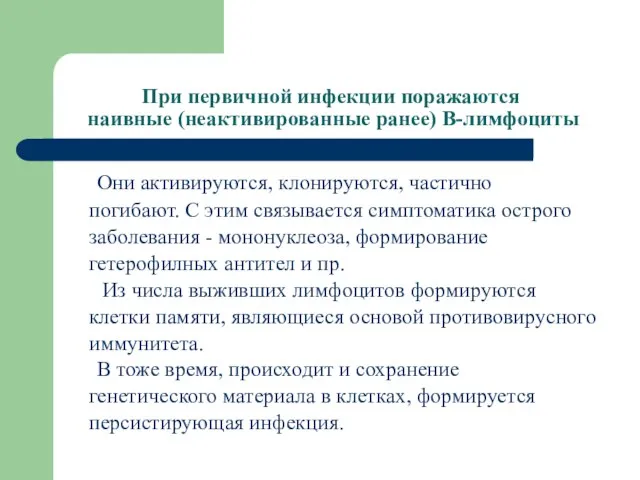 При первичной инфекции поражаются наивные (неактивированные ранее) В-лимфоциты Они активируются, клонируются,