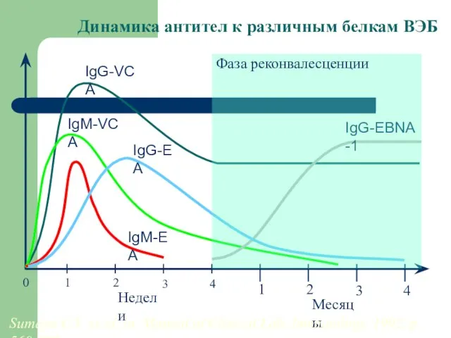 Динамика антител к различным белкам ВЭБ Sumaya C.V. et al. in