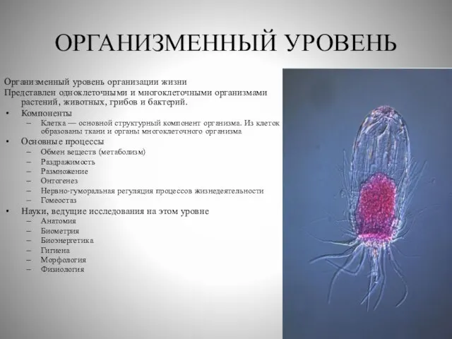 ОРГАНИЗМЕННЫЙ УРОВЕНЬ Организменный уровень организации жизни Представлен одноклеточными и многоклеточными организмами