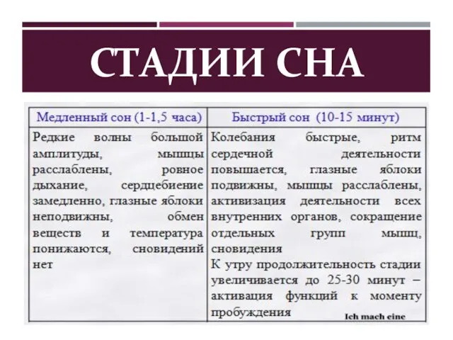 СТАДИИ СНА