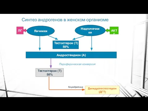 Синтез андрогенов в женском организме Яичники Надпочечники Тестостерон (Т) 50% Андростендион