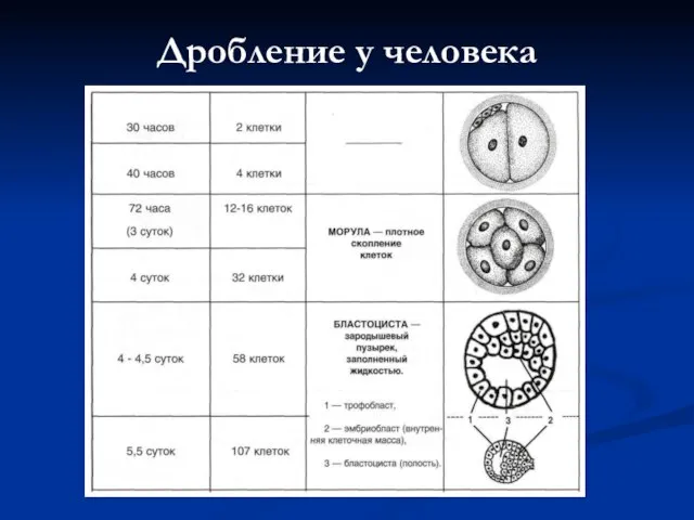 Дробление у человека