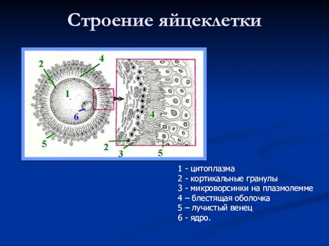 Строение яйцеклетки 1 - цитоплазма 2 - кортикальные гранулы 3 -