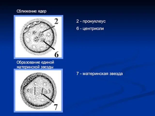 2 - пронуклеус 6 - центриоли 7 - материнская звезда Сближение ядер Образование единой материнской звезды