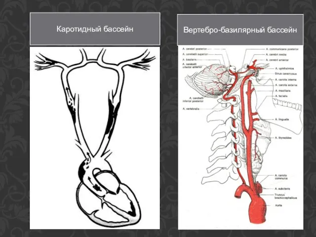 Каротидный бассейн Вертебро-базилярный бассейн