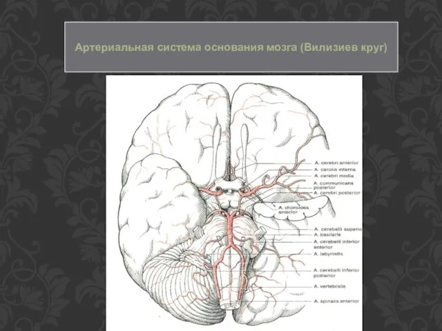 Артериальная система основания мозга (Вилизиев круг)