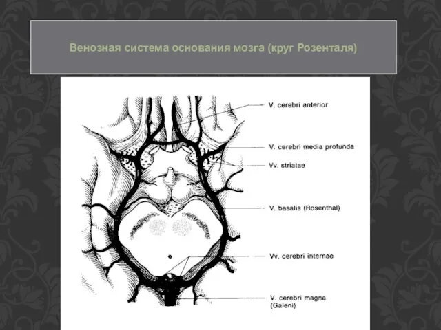 Венозная система основания мозга (круг Розенталя)