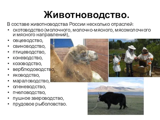 Животноводство. В составе животноводства России несколько отраслей: скотоводство (молочного, молочно-мясного, мясомолочного