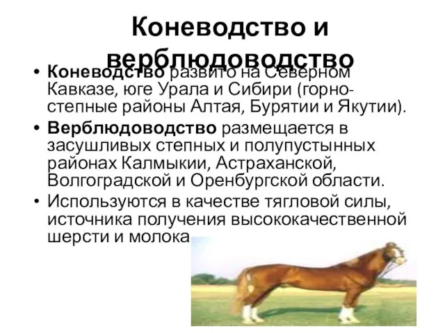 Коневодство и верблюдоводство Коневодство развито на Северном Кавказе, юге Урала и