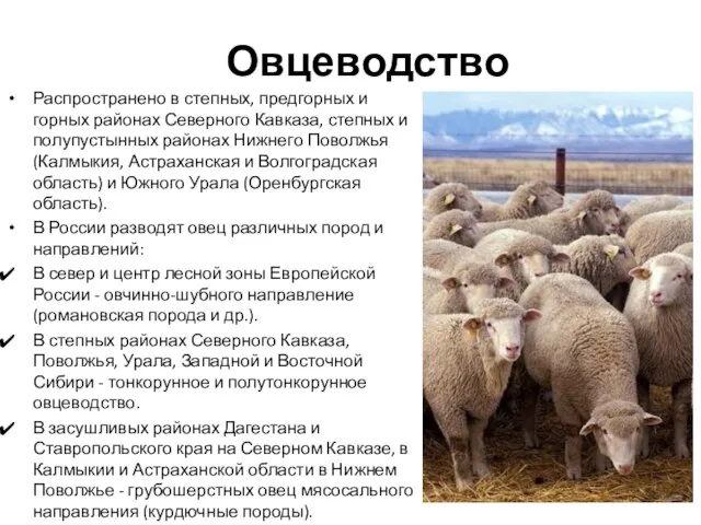 Овцеводство Распространено в степных, предгорных и горных районах Северного Кавказа, степных
