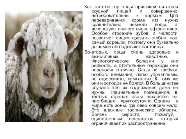 Как жители гор овцы привыкли питаться скудной пищей и совершенно нетребовательны
