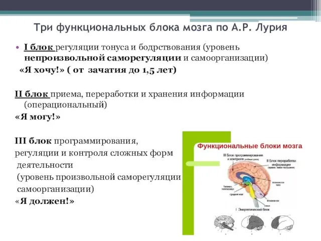 Три функциональных блока мозга по А.Р. Лурия I блок регуляции тонуса