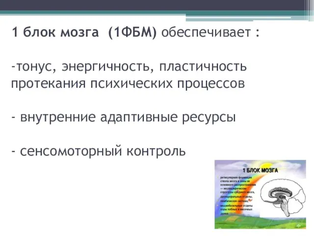 1 блок мозга (1ФБМ) обеспечивает : -тонус, энергичность, пластичность протекания психических