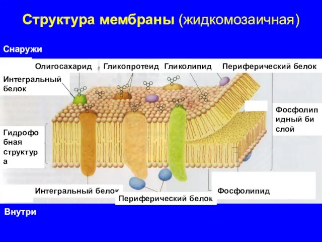 Интегральный белок Периферический белок Гидрофобная структура Фосфолипидный би слой Внутри Снаружи