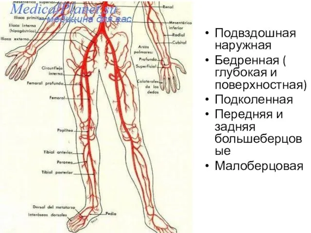 Подвздошная наружная Бедренная ( глубокая и поверхностная) Подколенная Передняя и задняя большеберцовые Малоберцовая