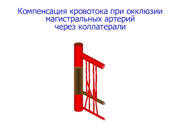 Компенсация кровотока при окклюзии магистральных артерий через коллатерали