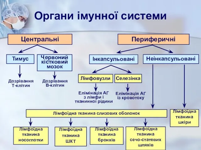 Центральні Тимус Інкапсульовані Лімфовузли Селезінка Лімфоїдна тканина ШКТ Органи імунної системи