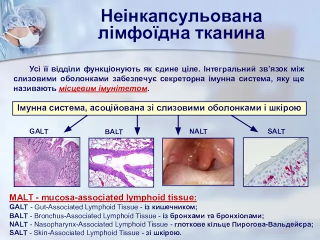 SALT GALT BALT MALT - mucosa-associated lymphoid tissue: GALT - Gut-Associated