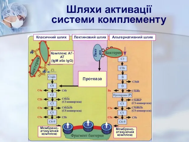 Протеаза Лектин Класичний шлях Лектиновий шлях Альтернативний шлях Мембрано-атакуючий комплекс Мембрано-атакуючий