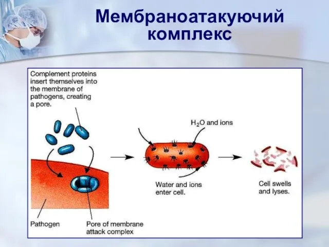 Мембраноатакуючий комплекс