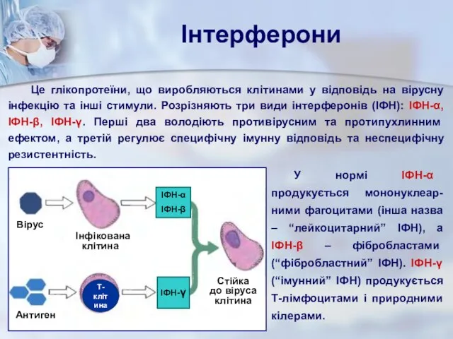 Інтерферони Це глікопротеїни, що виробляються клітинами у відповідь на вірусну інфекцію