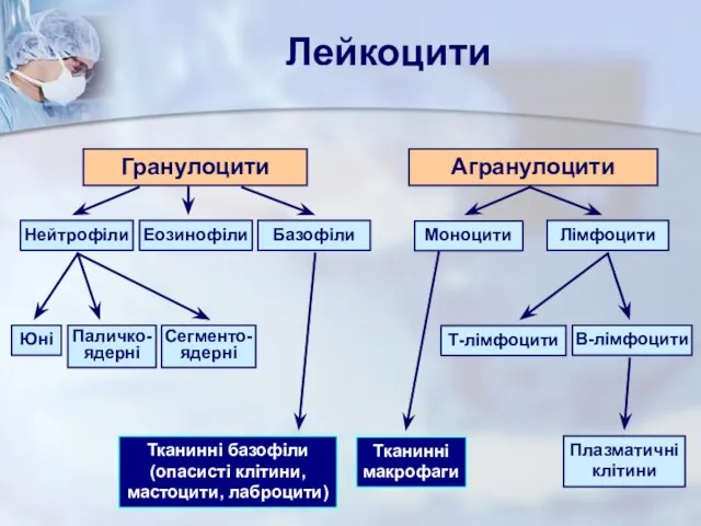 Лейкоцити Гранулоцити Нейтрофіли Моноцити Агранулоцити Лімфоцити Еозинофіли Базофіли Сегменто-ядерні Паличко-ядерні Юні