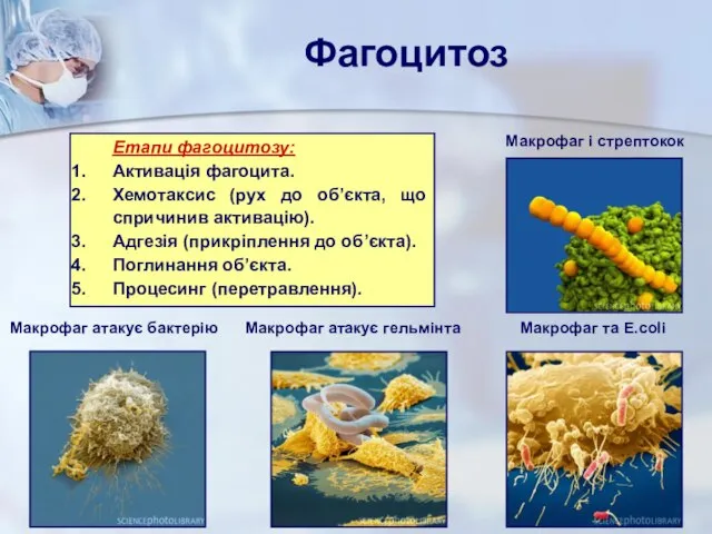 Етапи фагоцитозу: Активація фагоцита. Хемотаксис (рух до об’єкта, що спричинив активацію).