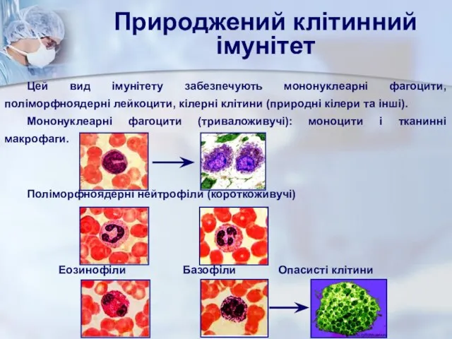 Природжений клітинний імунітет Цей вид імунітету забезпечують мононуклеарні фагоцити, поліморфноядерні лейкоцити,