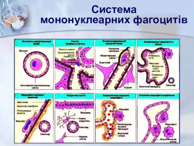 Система мононуклеарних фагоцитів