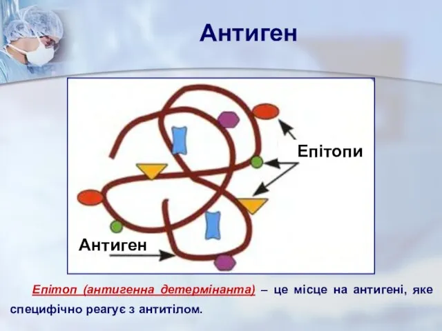 Антиген Епітоп (антигенна детермінанта) – це місце на антигені, яке специфічно реагує з антитілом.