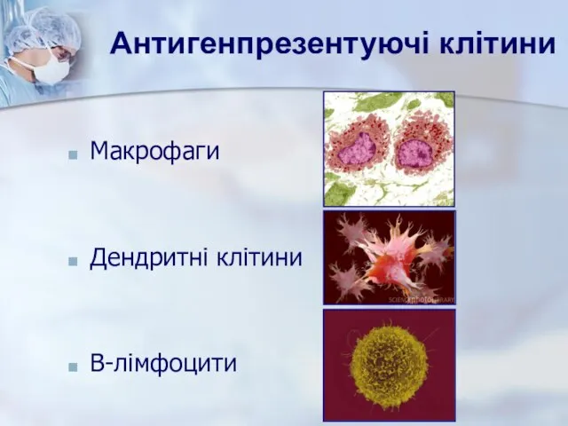 Антигенпрезентуючі клітини Макрофаги Дендритні клітини В-лімфоцити