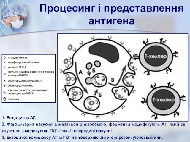 Процесинг і представлення антигена 1. Ендоцитоз АГ. 2. Фагоцитарна вакуоля зливається