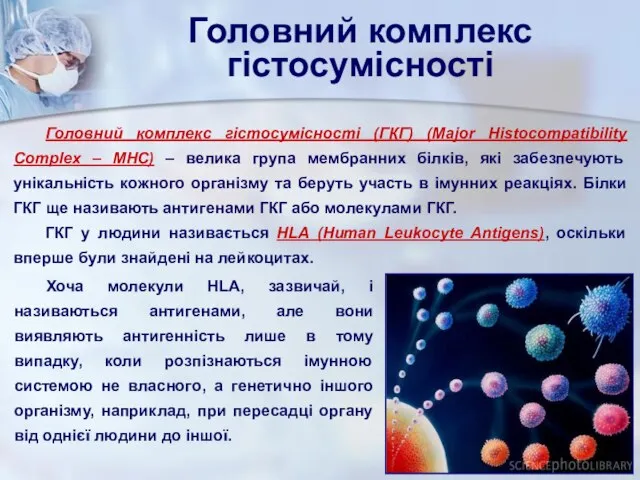 Головний комплекс гістосумісності Головний комплекс гістосумісності (ГКГ) (Major Histocompatibility Complex –