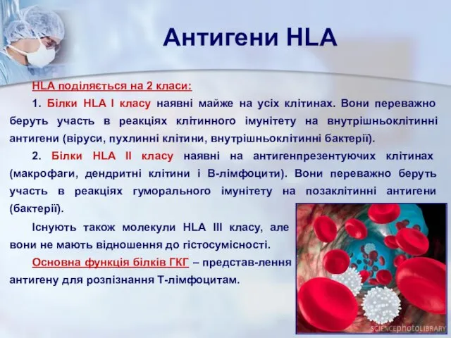 HLA поділяється на 2 класи: 1. Білки HLA І класу наявні