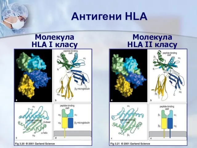 Молекула HLA I класу Молекула HLA II класу Антигени HLA