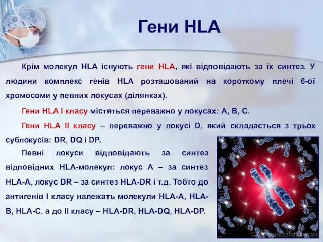 Крім молекул HLA існують гени HLA, які відповідають за їх синтез.