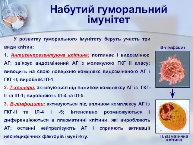 Набутий гуморальний імунітет У розвитку гуморального імунітету беруть участь три види